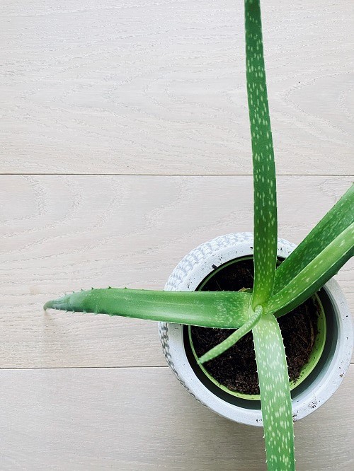 Aloe vera succulent in white planter pictured from above on light wooden floor.