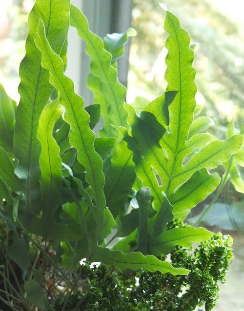 Fronds of blue star fern with light shining through.