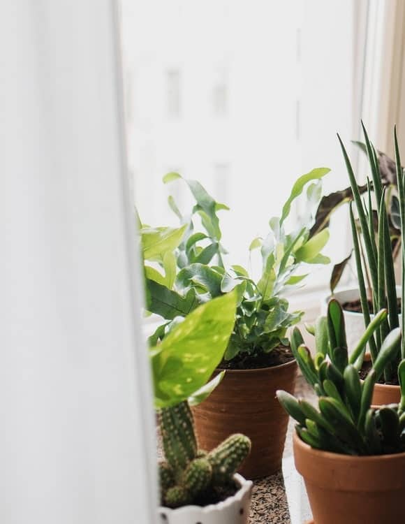 Blue star fern and other (succulent) houseplants on windowsill.