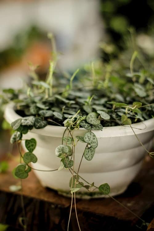 Green string of hearts plant vines in white bowl planter.