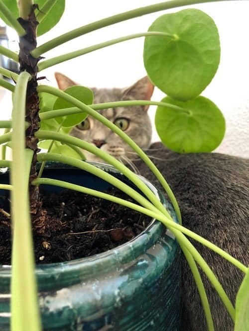 Shallow focus of Pilea peperomioides houseplant with curious British shorthair cat in the background.