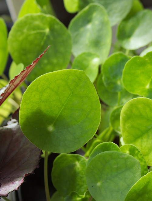 Close-up of Pilea peperomioides houseplant.