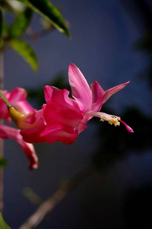 Flor rosa del cactus de Navidad (Schlumbergera)