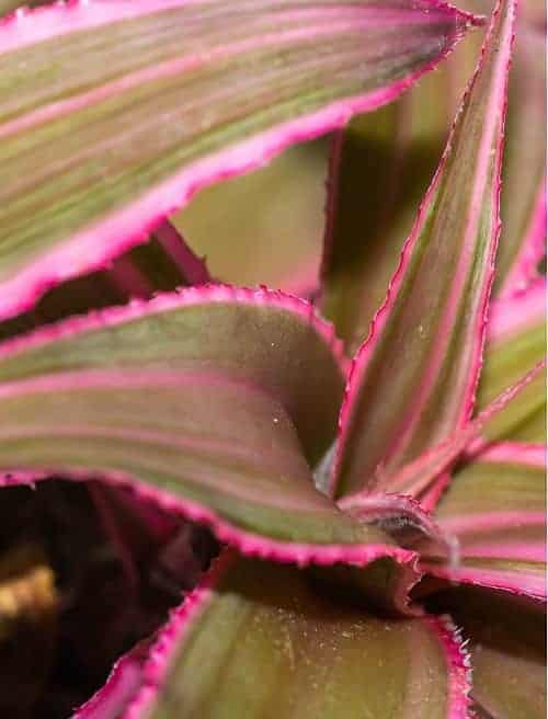 Bright pink and green Earth Star Bromeliad houseplant (Cryptanthus sp.)