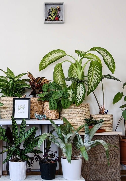 Houseplant collection displayed against white wall.