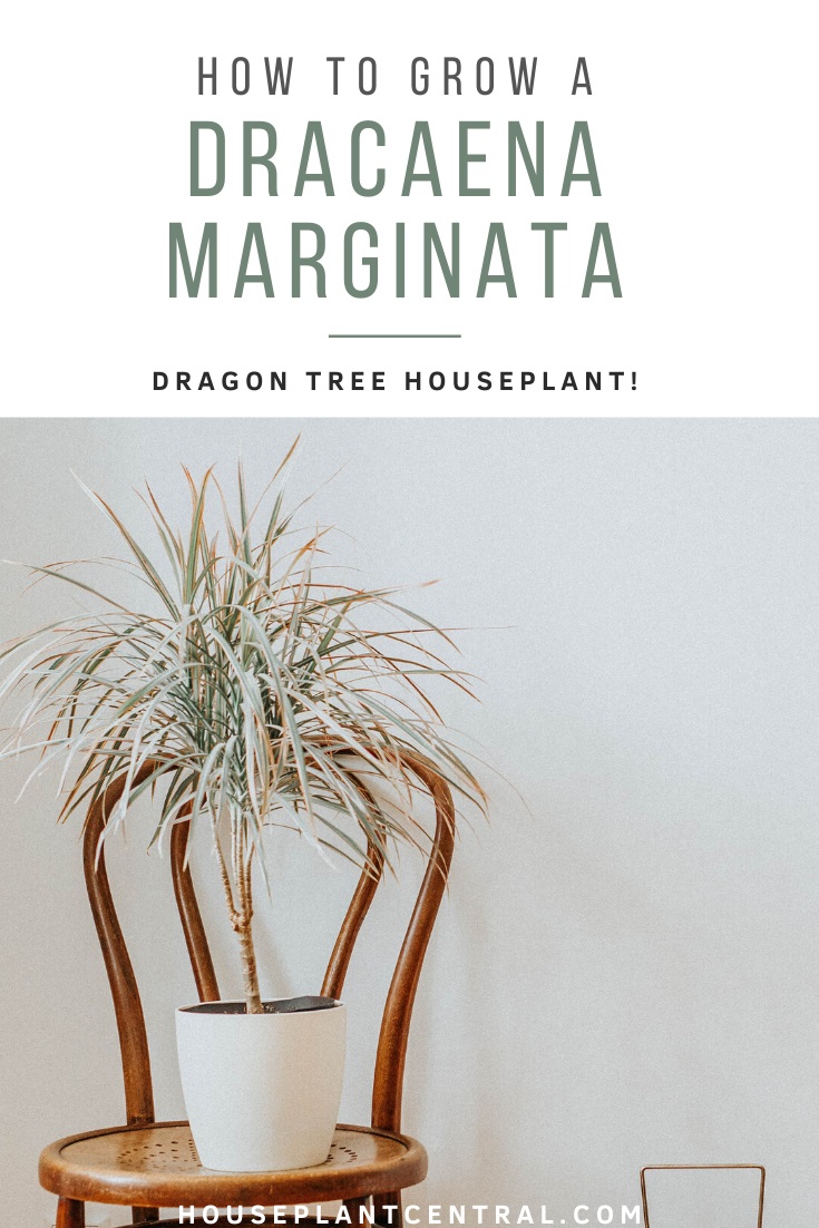 Dragon tree houseplant (Dracaena marginata) in white planter on simple wooden chair.