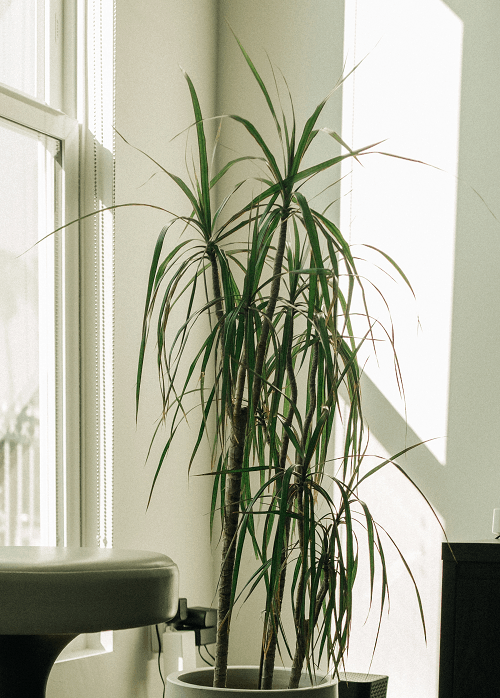 Dracaena marginata houseplant in sunny room