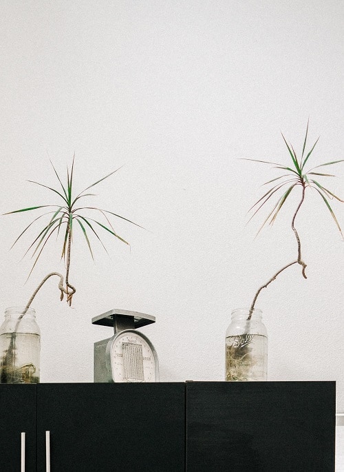 Dracaena marginata houseplants grown in mason jars on top of kitchen cabinets against white wall. 