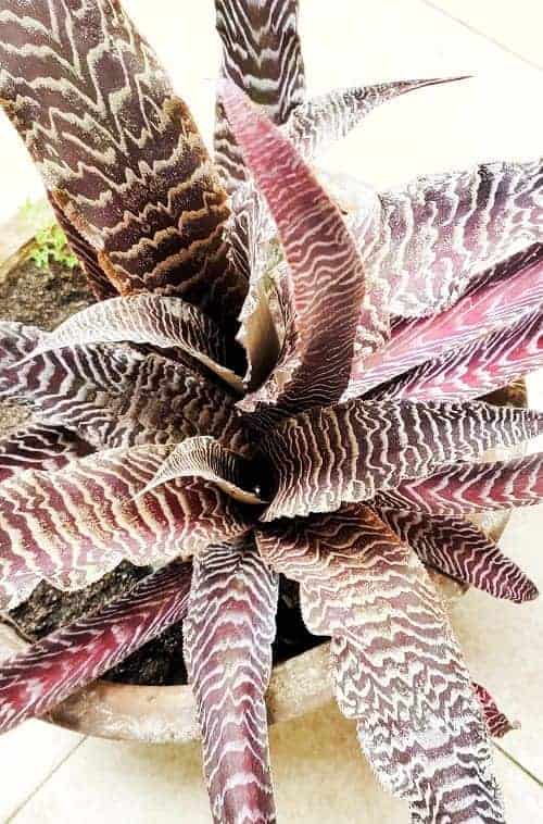 Cryptanthus, una bromelia terrestre.