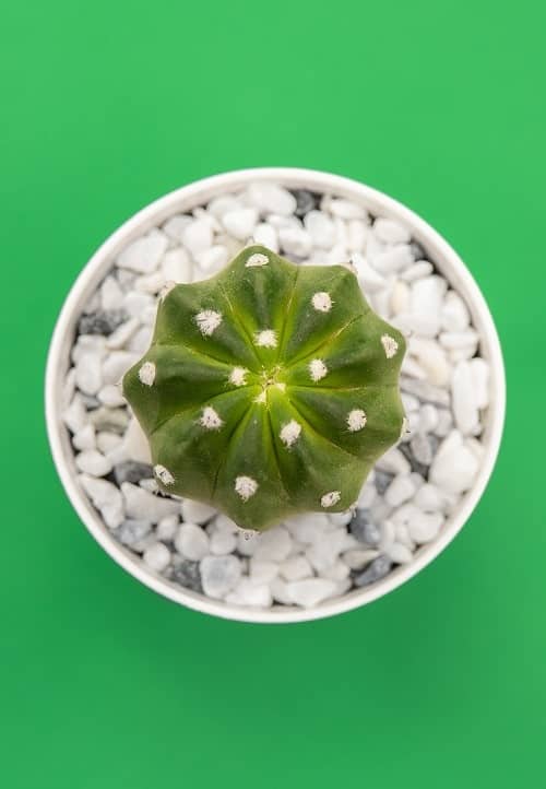 Echinopsis subdenudata (Easter lily cactus) pictured from above on green surface.