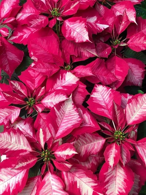 White and red Poinsettia plant flowers pictured from above.