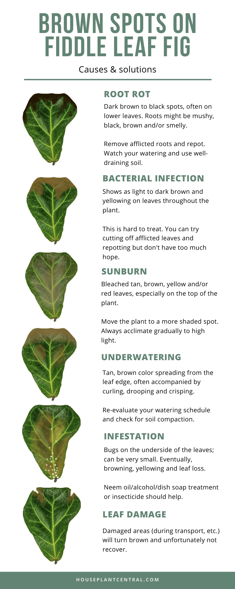 Infographic showing the different causes of brown spots on a fiddle leaf fig houseplant.