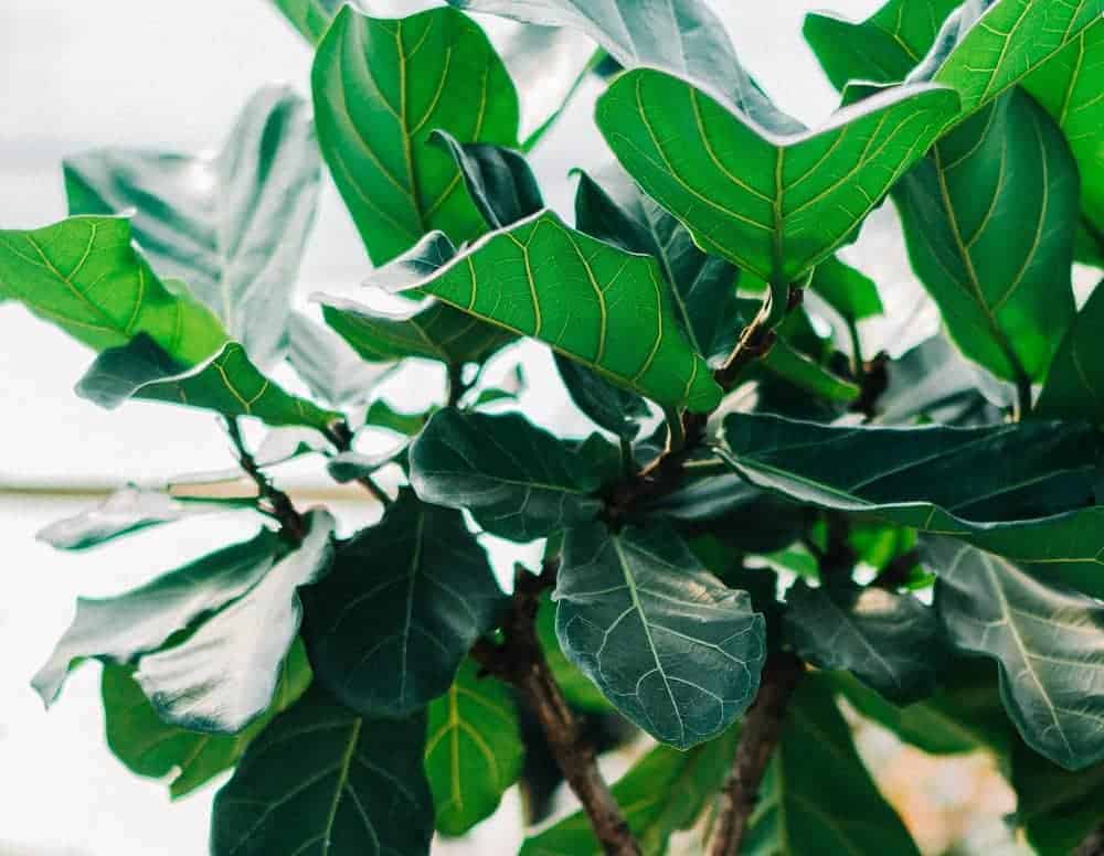 Foliage of fiddle leaf fig tree (Ficus lyrata)