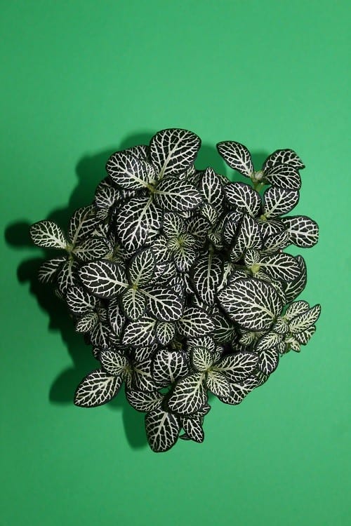 Planta Fittonia de color verde oscuro y verde claro en fondo verde.