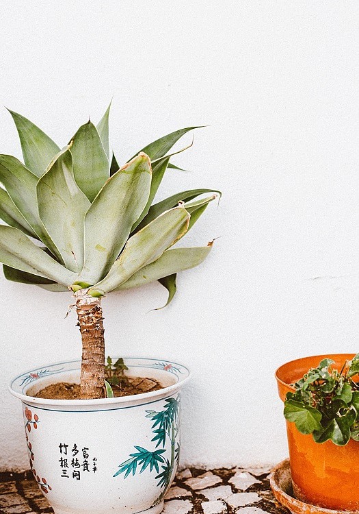 Foxtail Agave (Agave attenuata) in painted planter against white wall with other plant in orange planter to the right.