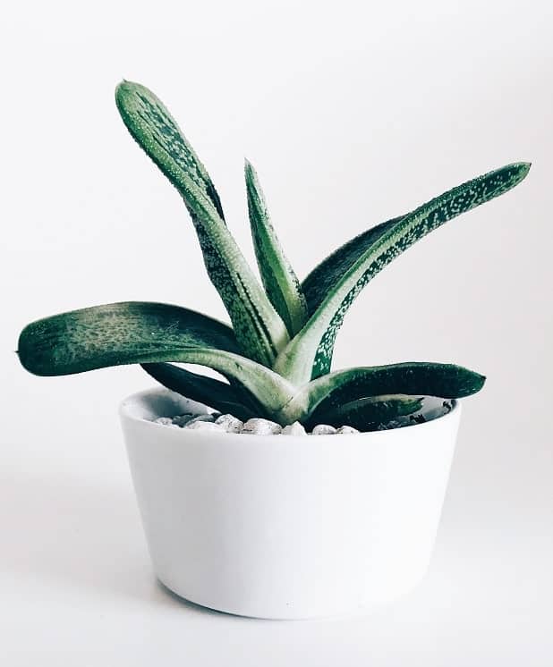 Gasteria succulent in white planter on white background.