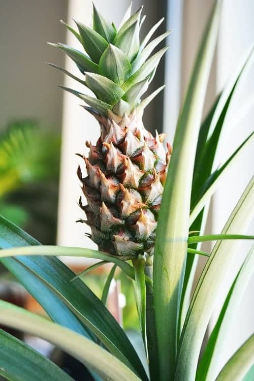 Indoor pineapple plant close-up with developing fruit.