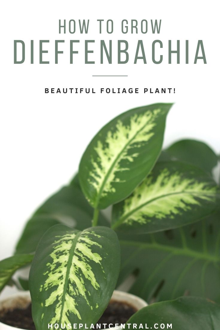 How To Care For Dieffenbachia Houseplants