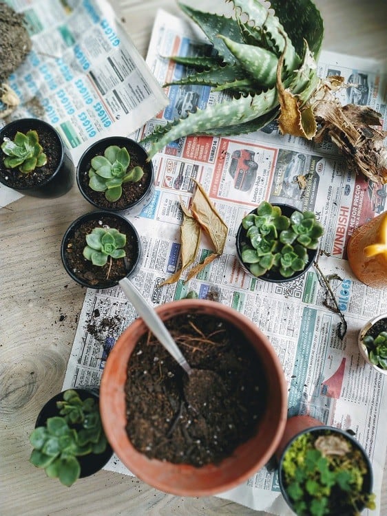 Various succulents and planters on newspaper ready for repotting.