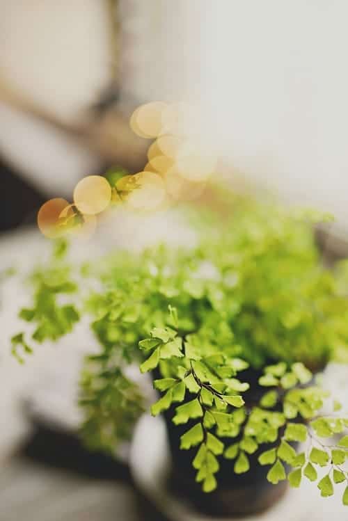 Shallow focus photo of a maidenhair fern (Adiantum) with bokeh and blurry background.
