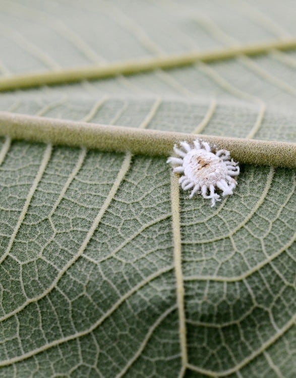 Mealybug pest on plant leaf close-up.