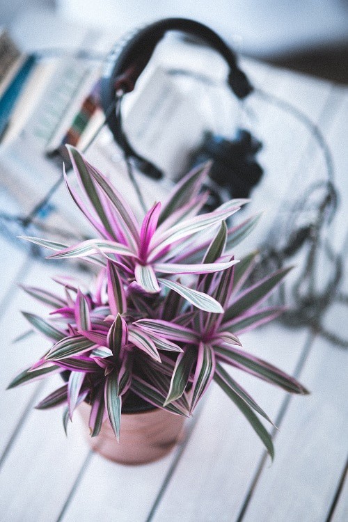 Shallow focus oyster plant houseplant on white table.