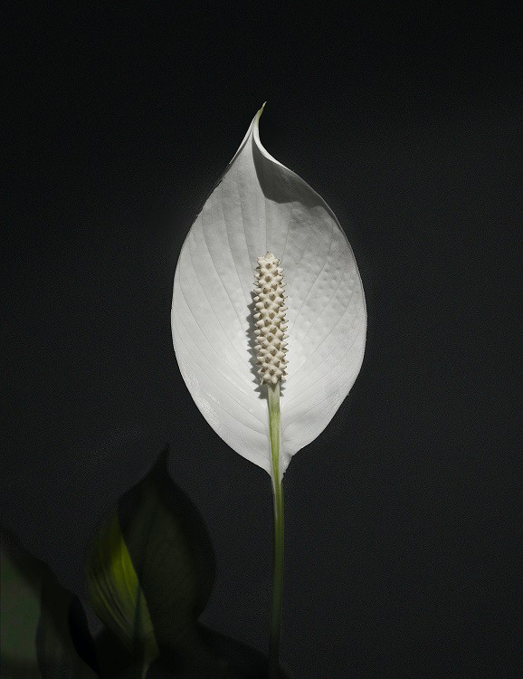 White peace lily flower on dark background.