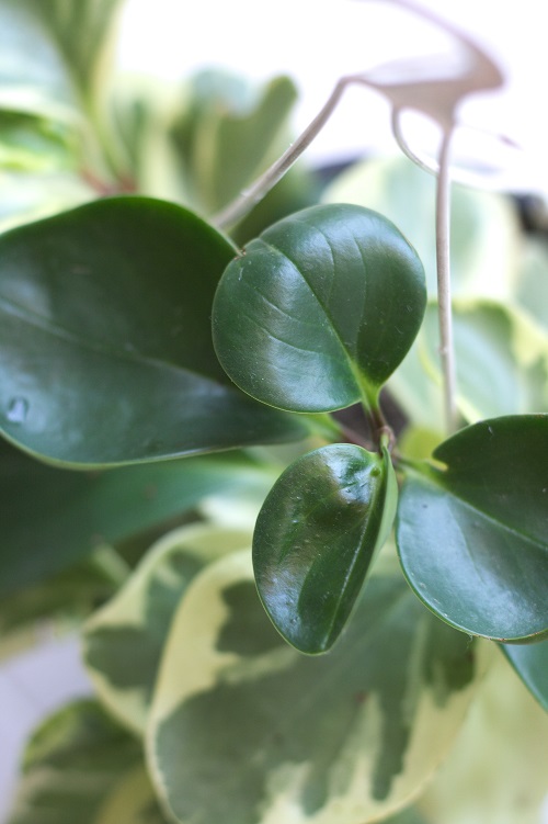 Baby rubber plant (Peperomia obtusifolia), a popular houseplant.