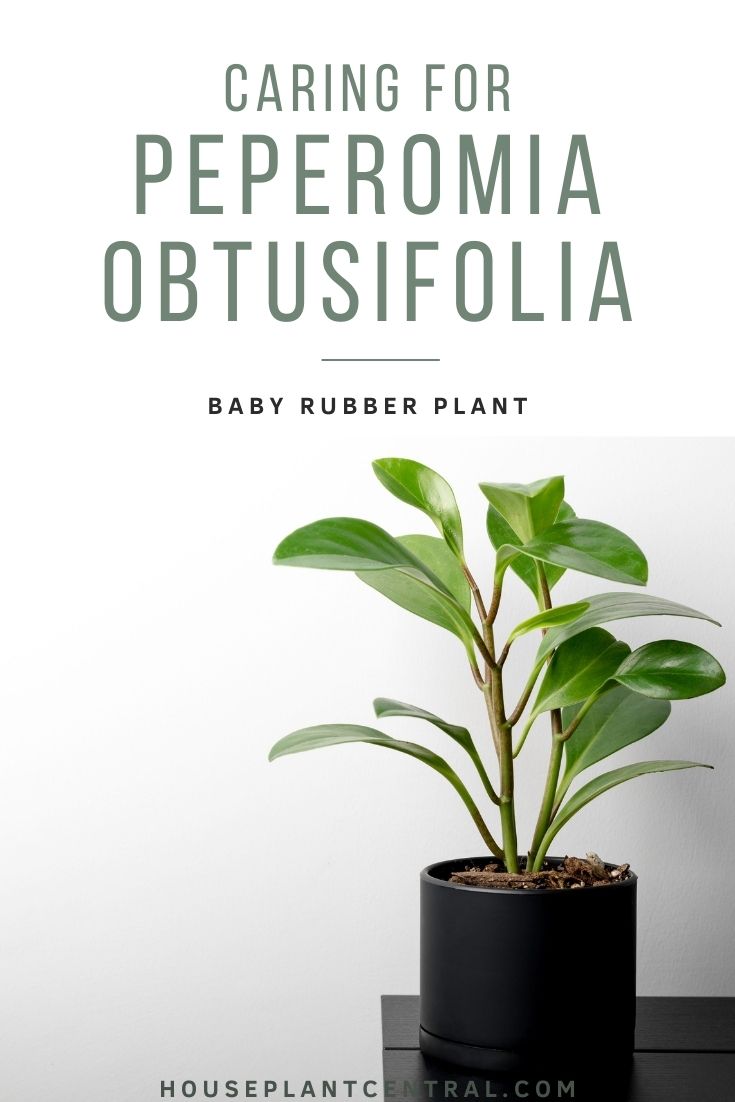 Peperomia obtusifolia care  Baby rubber plant - Houseplant Central