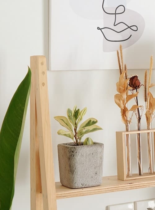 Variegated baby rubber plant in square cement planter on wooden stand surrounded by décor items.