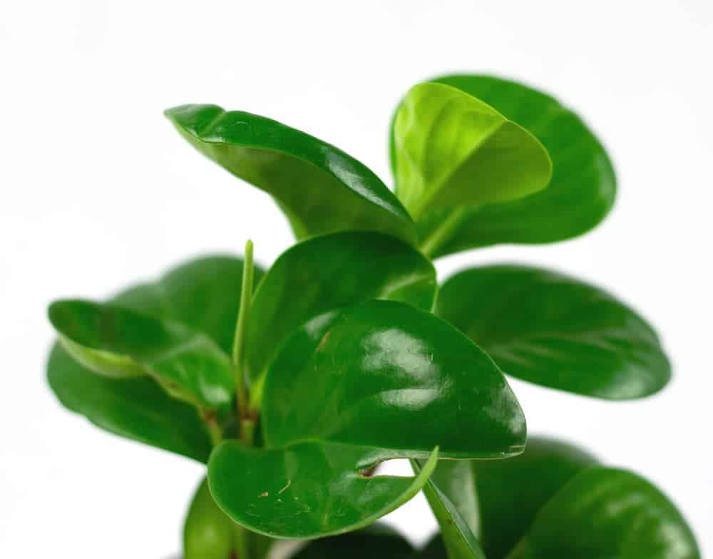 Baby rubber plant (Peperomia obtusifolia) with shiny green leaves on white background.