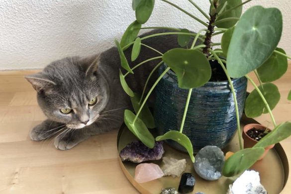 Propagating Pilea Peperomioides How To Propagate Your Chinese Money