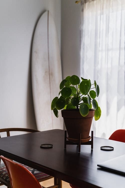 Pilea peperomioides houseplant in terracotta planter on dark table with white background.