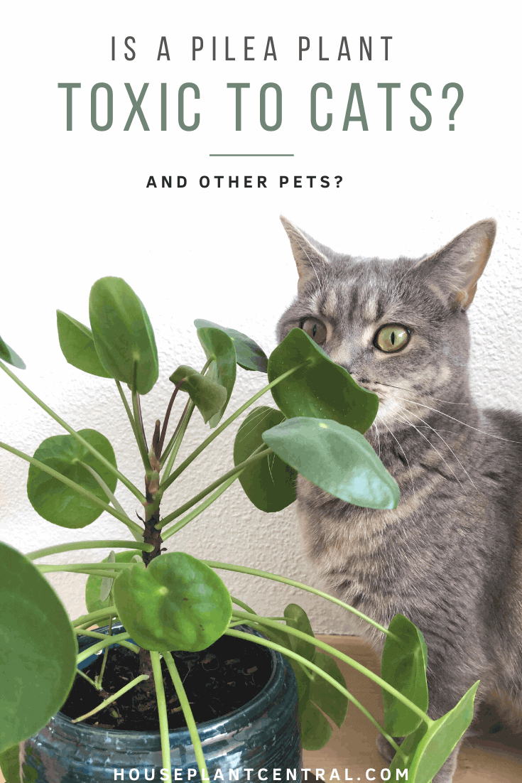 Grey British shorthair cat with Pilea peperomioides houseplant. | Full guide to Pilea peperomioides toxicity