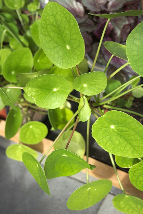 Pilea peperomioides, a popular houseplant also known as Chinese money plant.