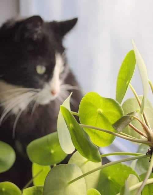 Shallow focus of Pilea peperomioides houseplant with black and white cat in the background.