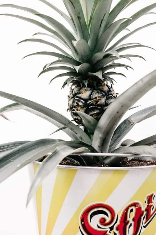 Small pineapple plant with developing fruit on white background.