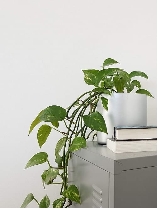 Golden Pothos houseplant on grey cabinet in silver planter against white wall.