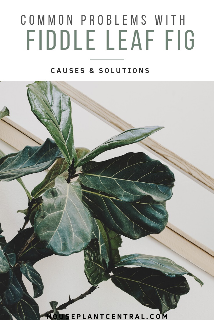 Fiddle leaf fig tee houseplant leaves | List of common problems with fiddle leaf fig