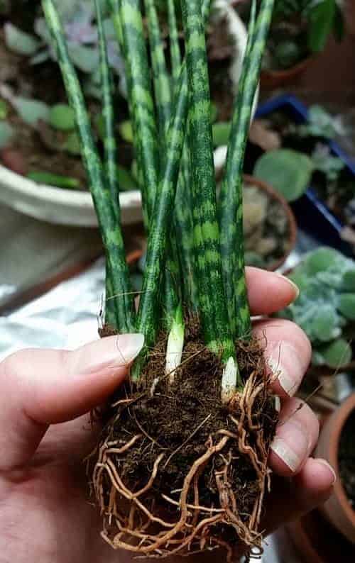 Unpotted Sansevieria cylindrica houseplant with roots and pups.