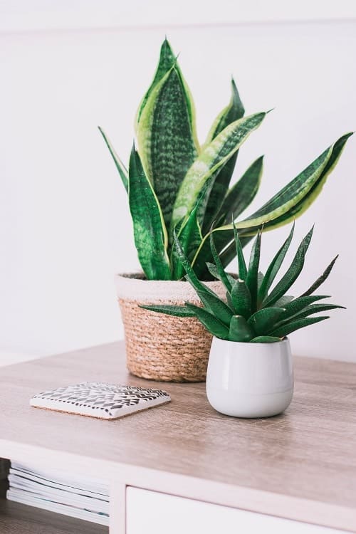 Two succulents on light wooden desk, front in white planter and back in rope planter on white background.