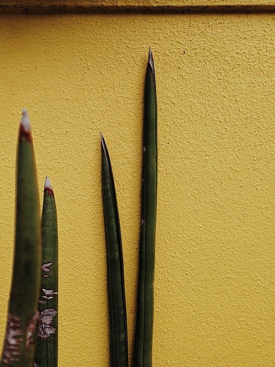Spikes of Sansevieria cylindrica succulent plant against gritty yellow wall.