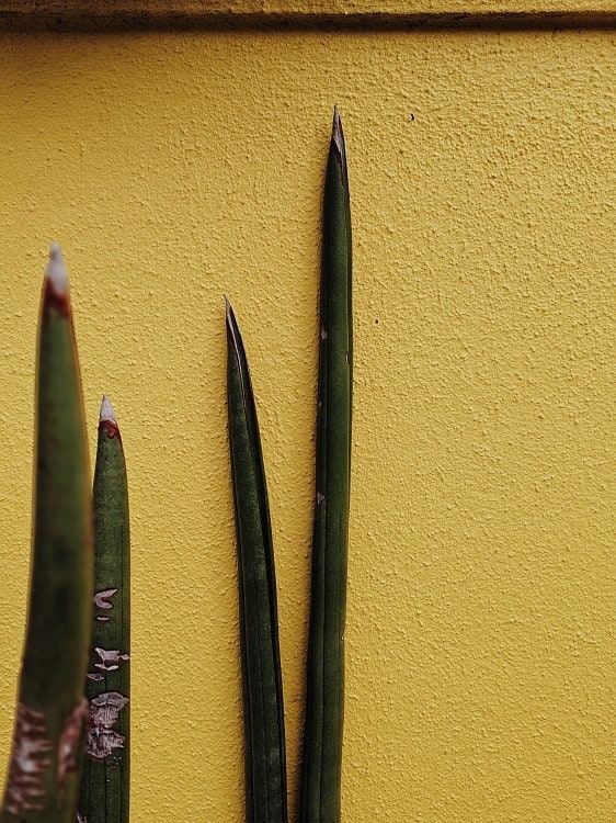 Sansevieria cylindrica suculenta