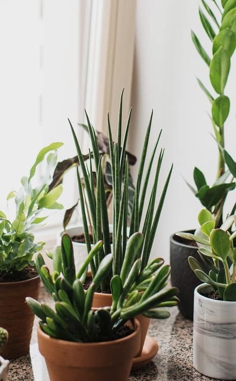 Various houseplants on a windowsill including a Sansevieria cilindrica succulent.