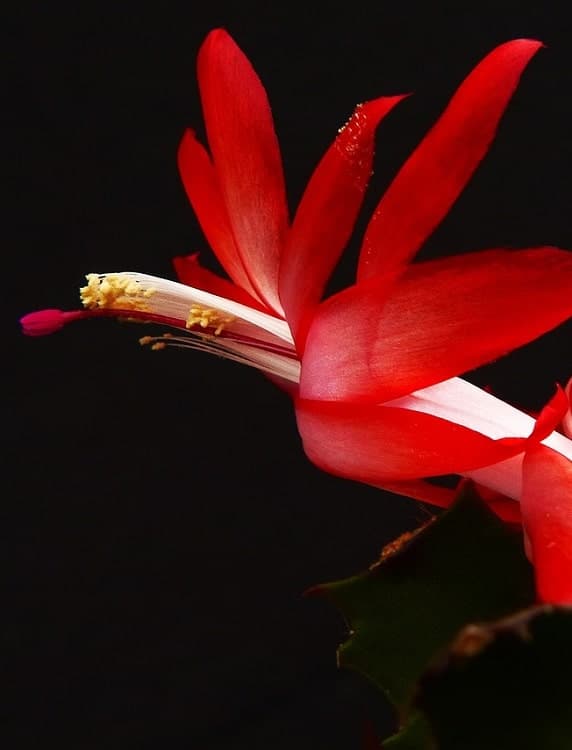 Red holiday cactus (Schlumbergera) flower on black background.