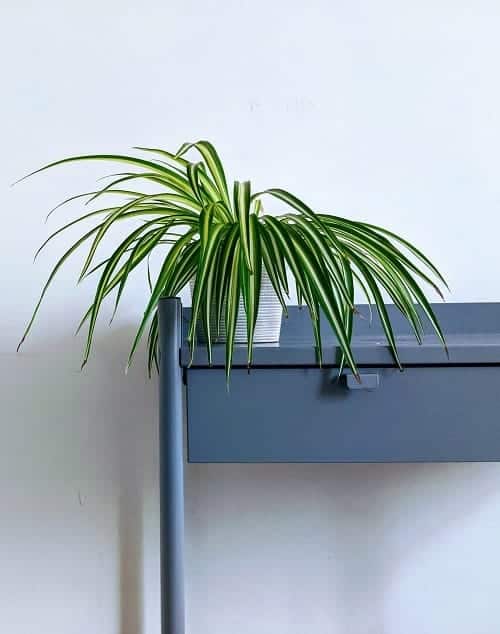 Spider plant houseplant on grey desk and light grey background.
