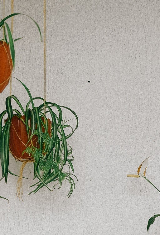Spider plants in hanging containers against white wall.
