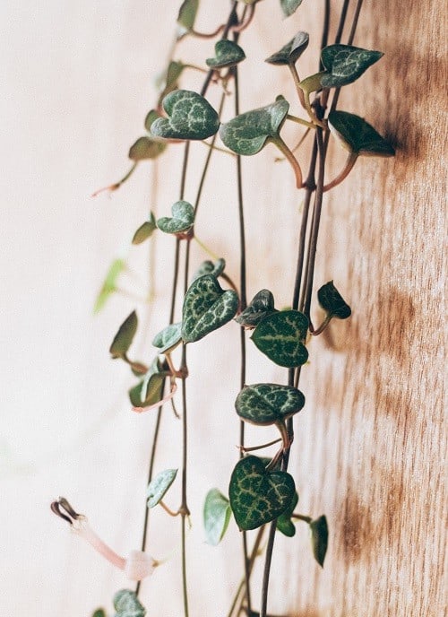 Vines of chain of hearts plant against wooden surface.