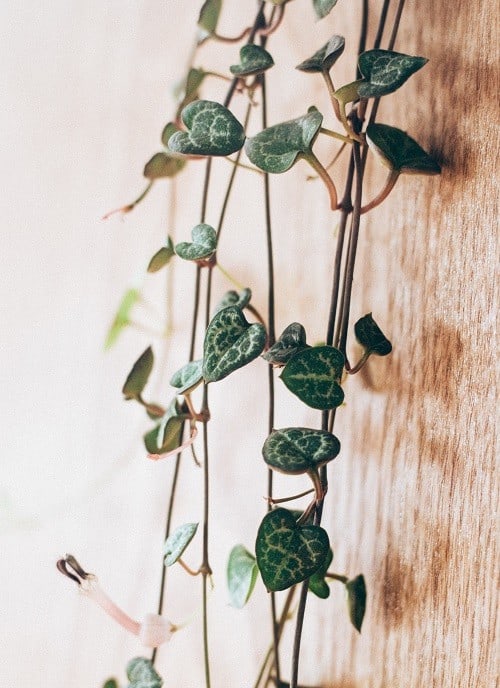 Cadena de corazones (Ceropegia woodii), una planta de interior. 