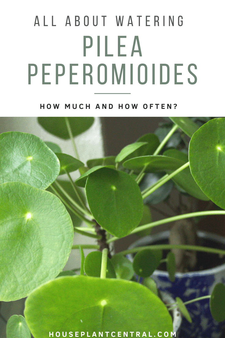 Close-up of Pilea peperomioides houseplant leaves | Full Pilea plant watering guide.